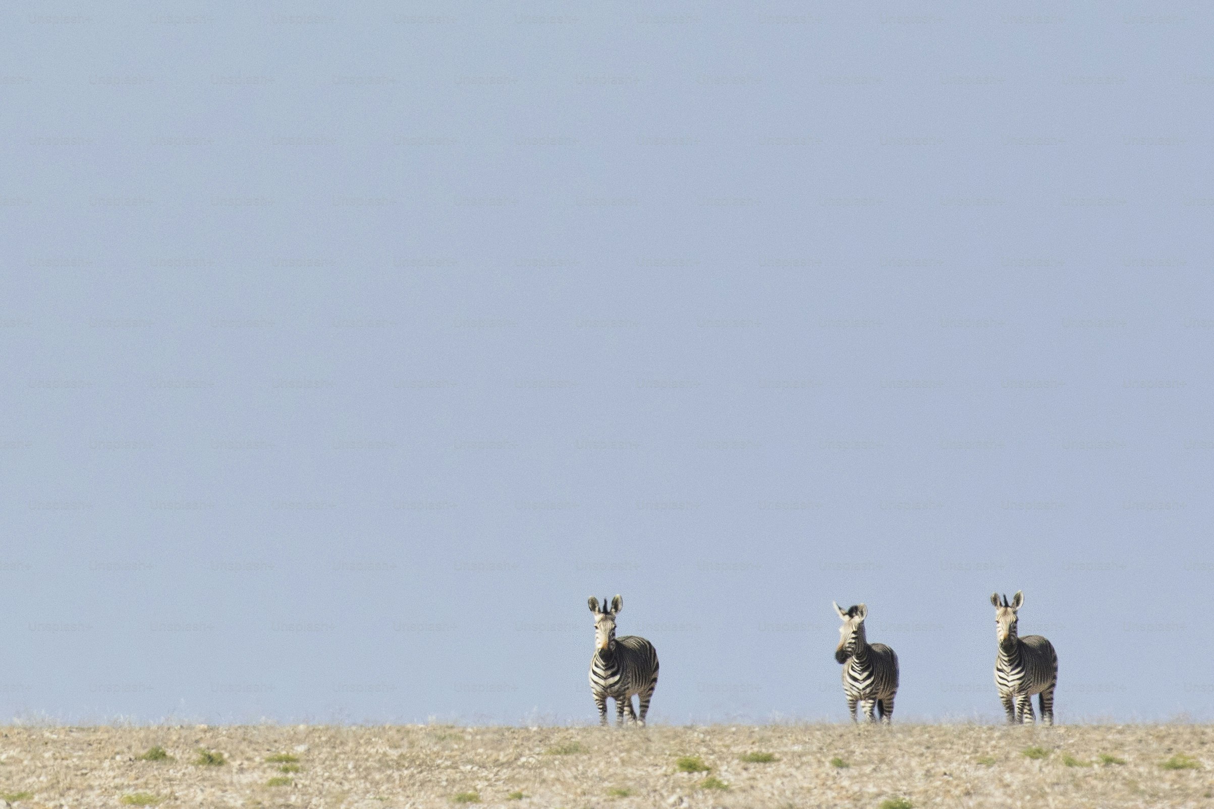 Haartmans Mountain Zebra