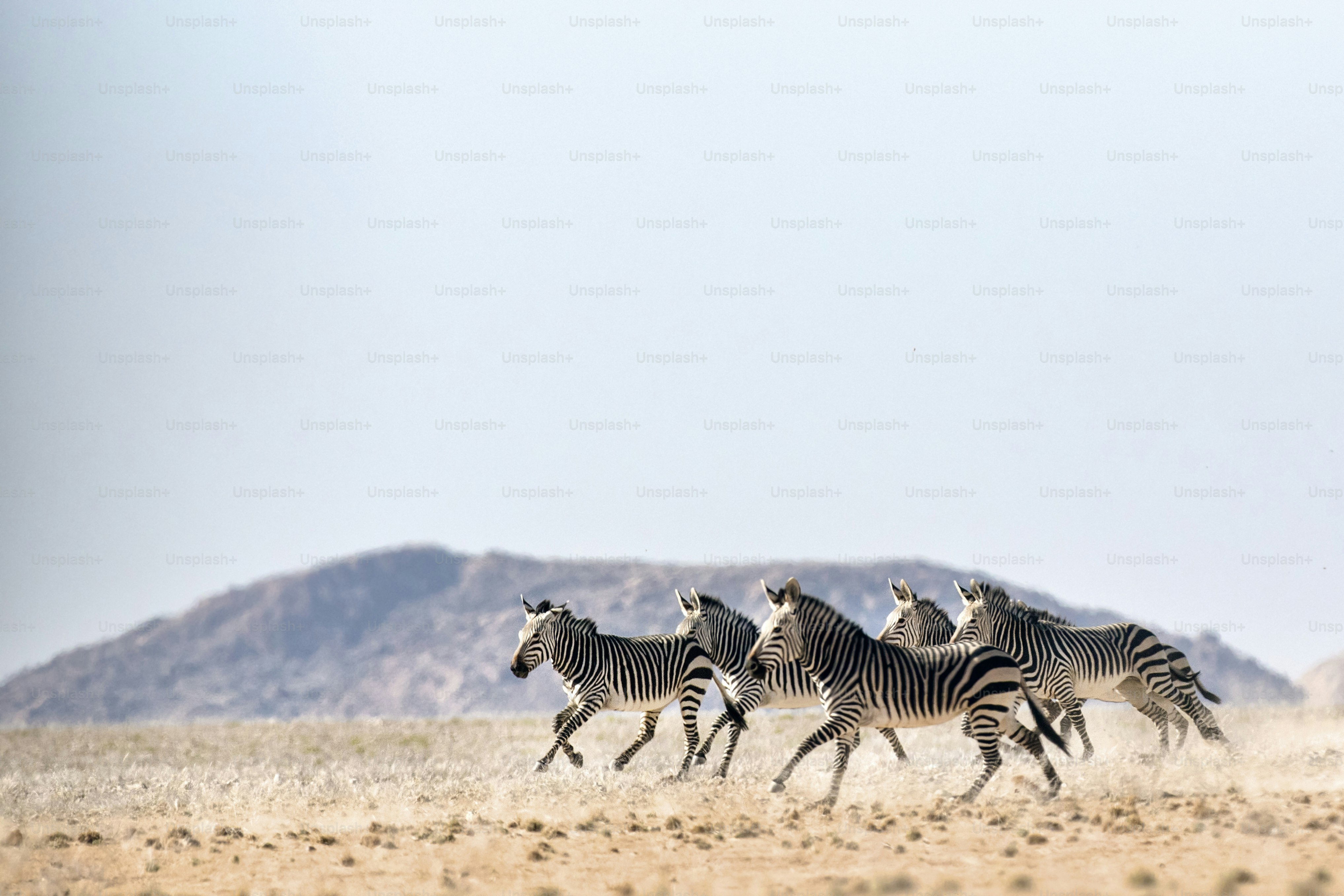 Haartmans Mountain Zebra