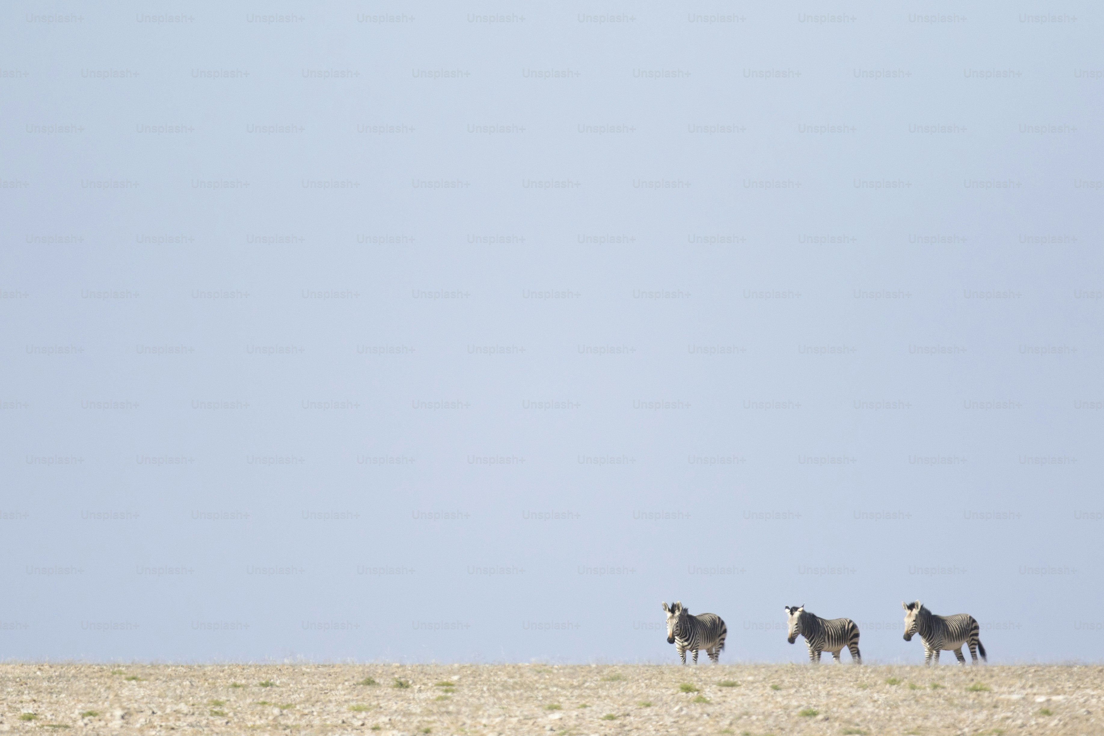 Haartmans Mountain Zebra