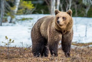Wild Adult Brown Bear (Ursus arctos) on a bog in spring forest. 
