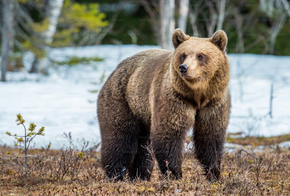 Wild Adult Brown Bear (Ursus arctos) on a bog in spring forest. 