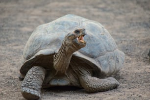 Uma tartaruga de Galápagos na Ilha de Santa Cruz