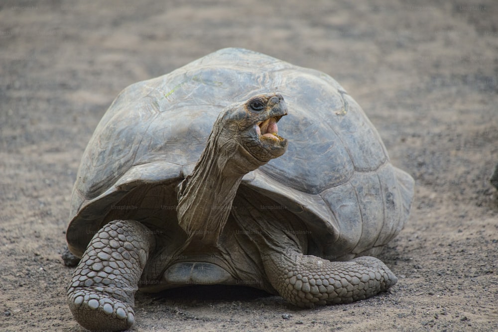 A Galapagos Tortoise in Santa Cruz Island