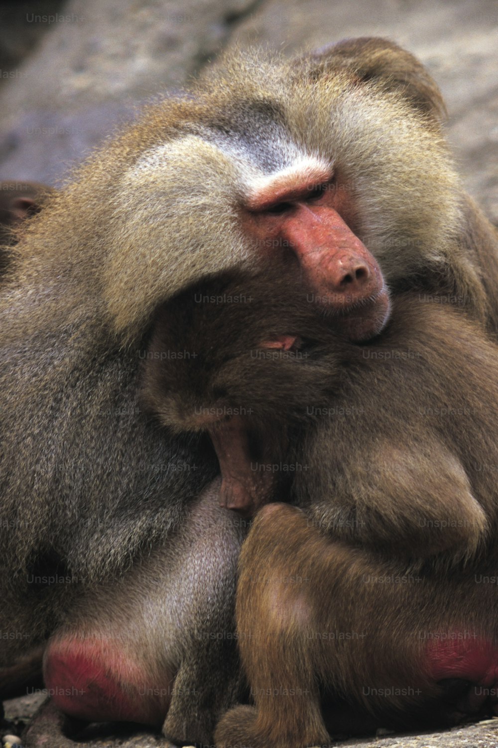 a couple of monkeys sitting on top of each other