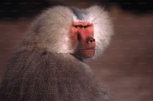 Un primer plano de un mono con un fondo borroso