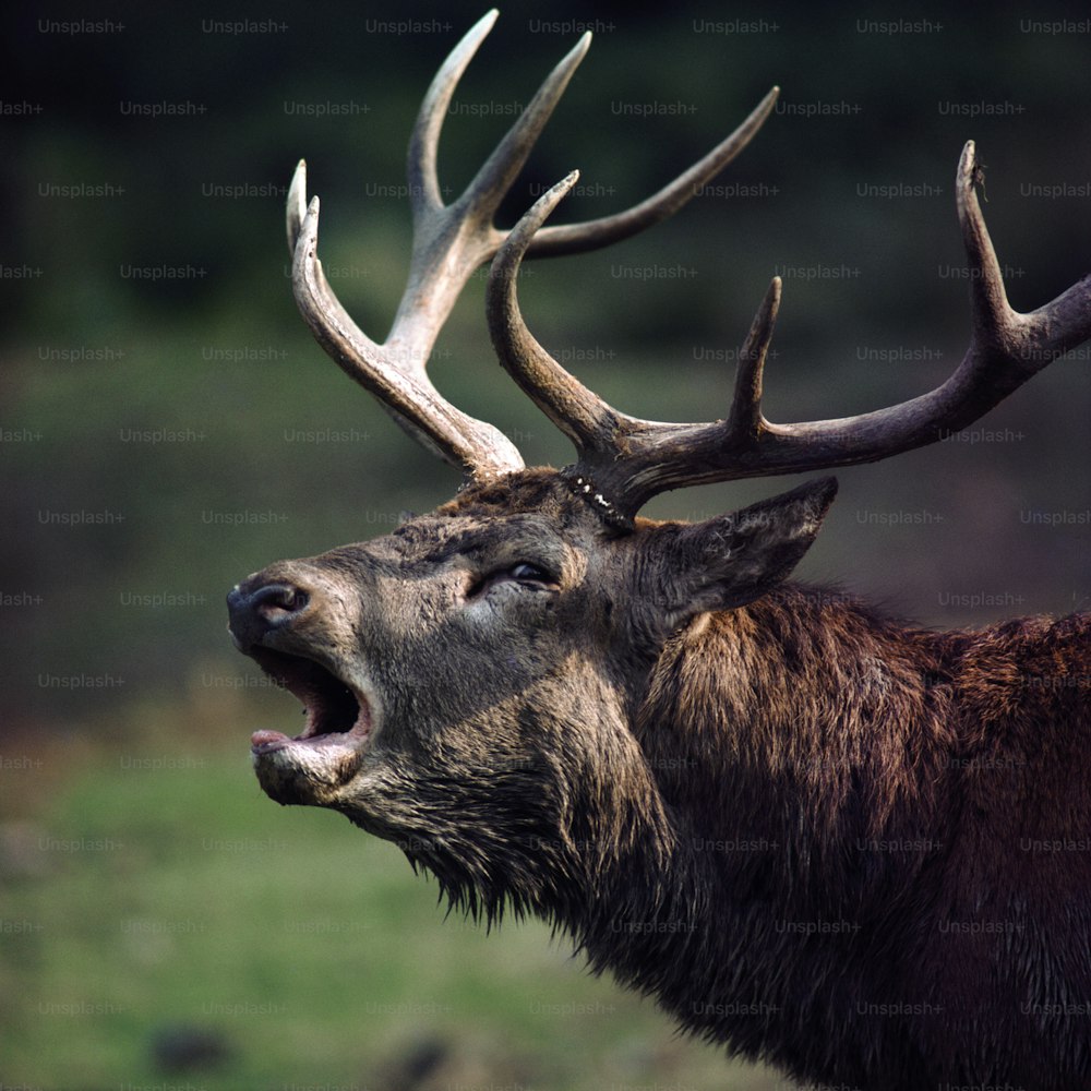 a close up of a deer with its mouth open