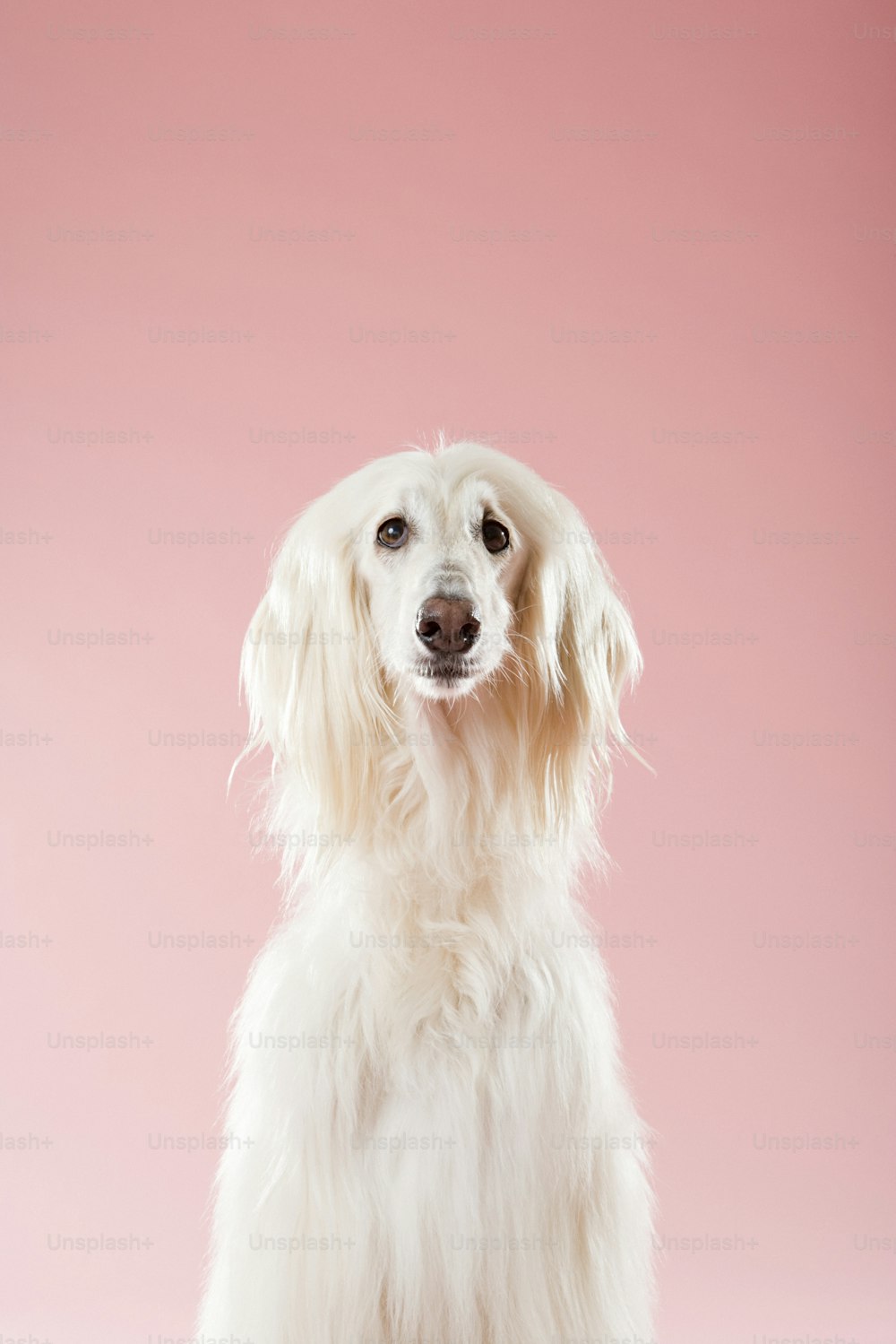 a white dog sitting in front of a pink background