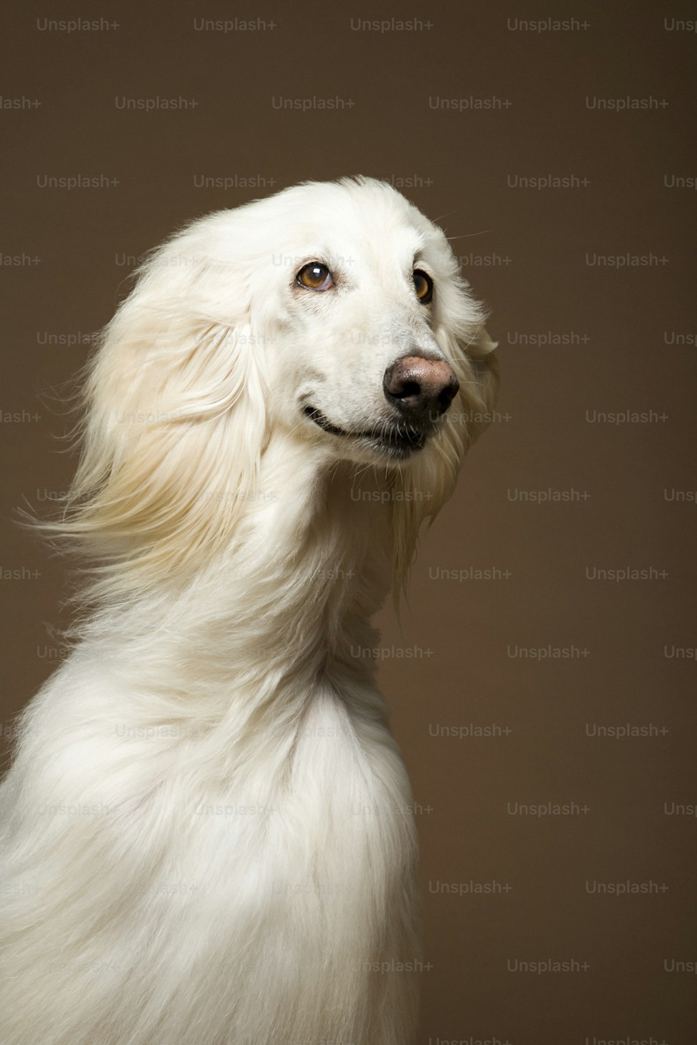 Un perro blanco con pelo largo y fondo marrón