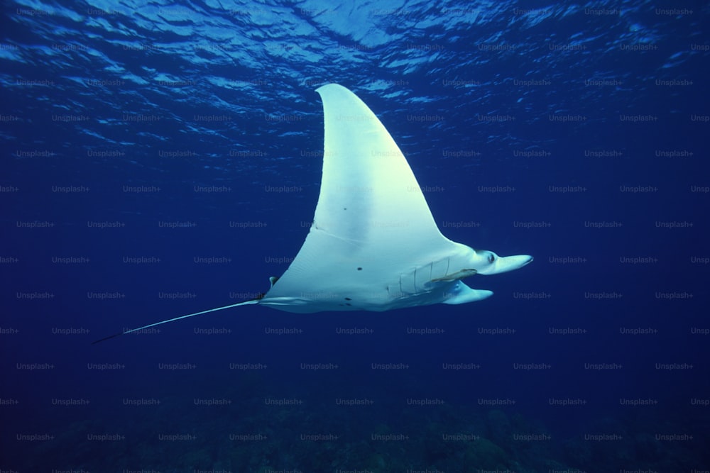 Ein Mantarochen, der im Meer schwimmt