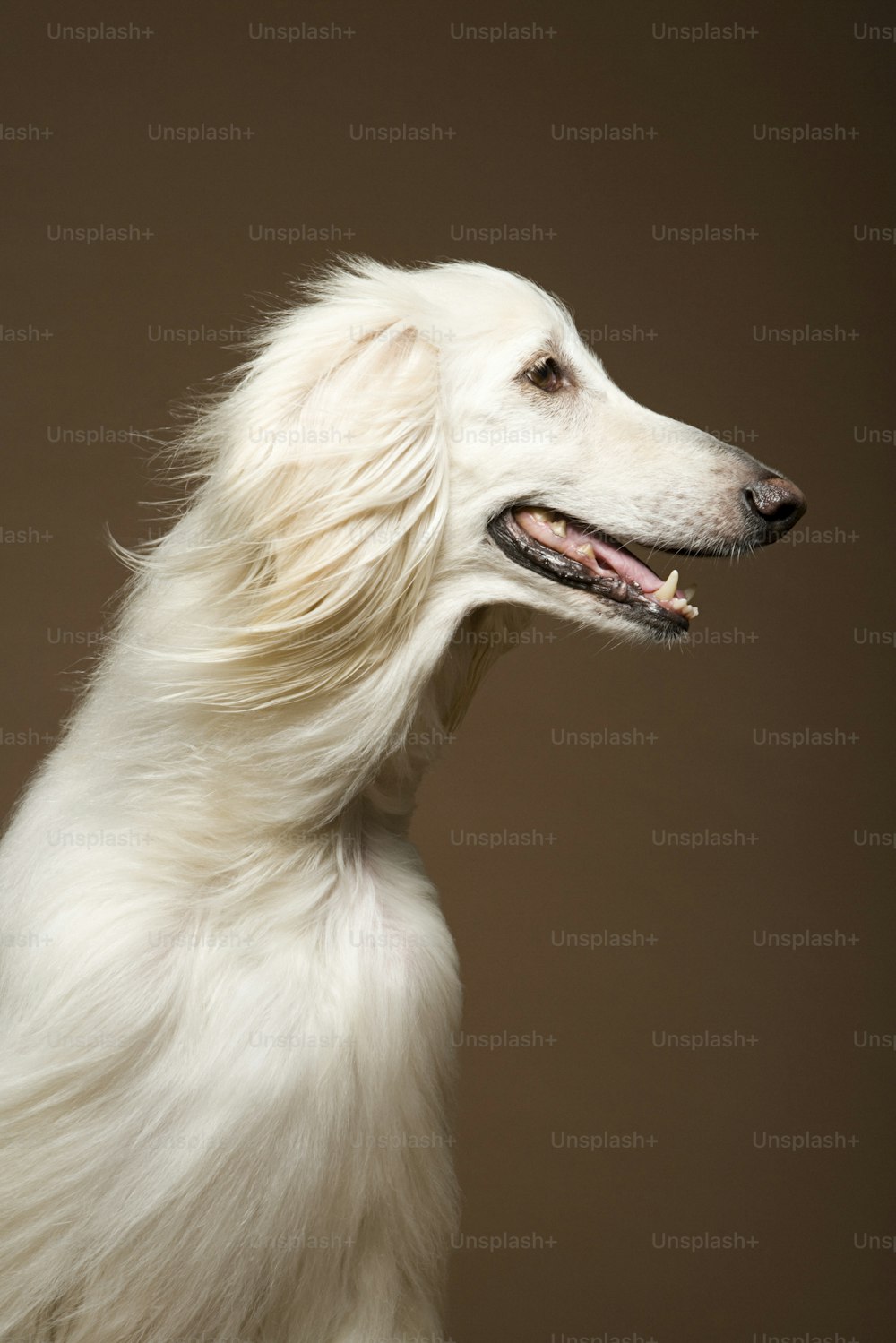 um cão branco com cabelo longo em pé na frente de um fundo marrom
