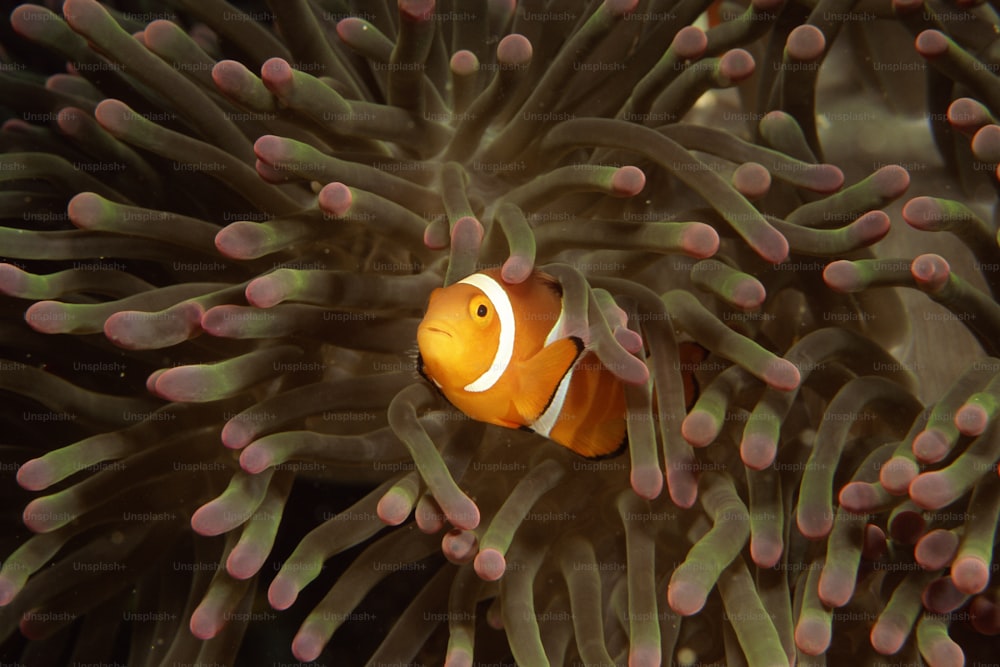a clown fish is hiding in an anemone