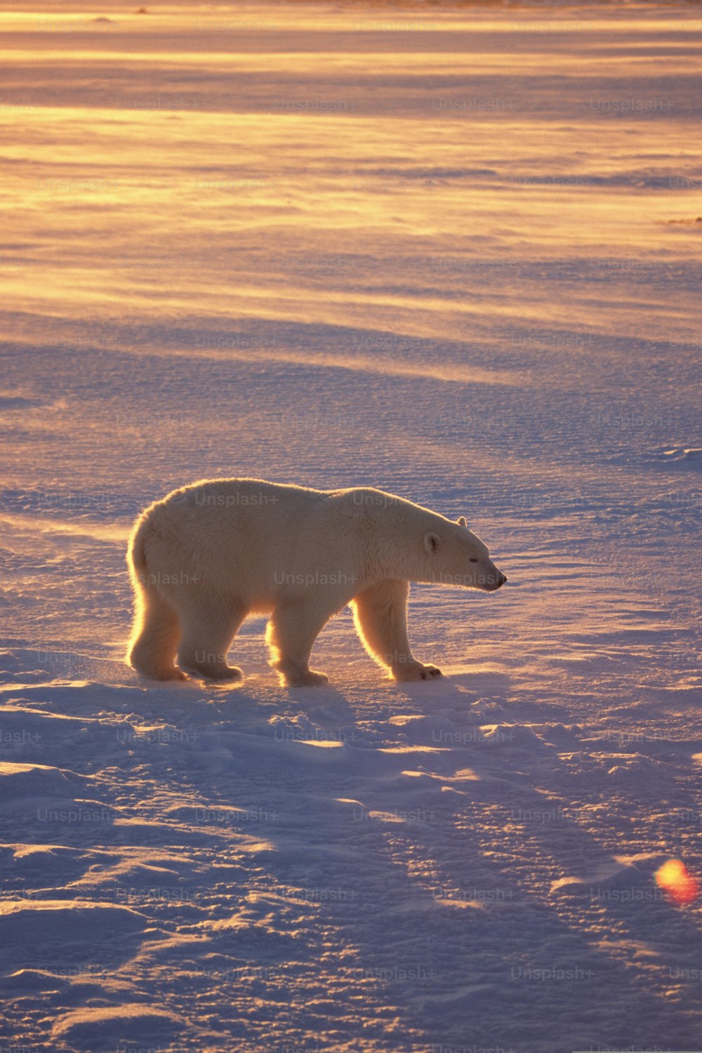 눈 덮인 들판을 가로질러 걷는 북극곰