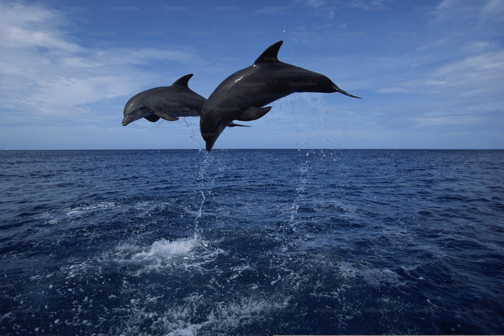 two dolphins are jumping out of the water