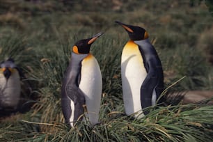 Ein paar Pinguine, die nebeneinander stehen