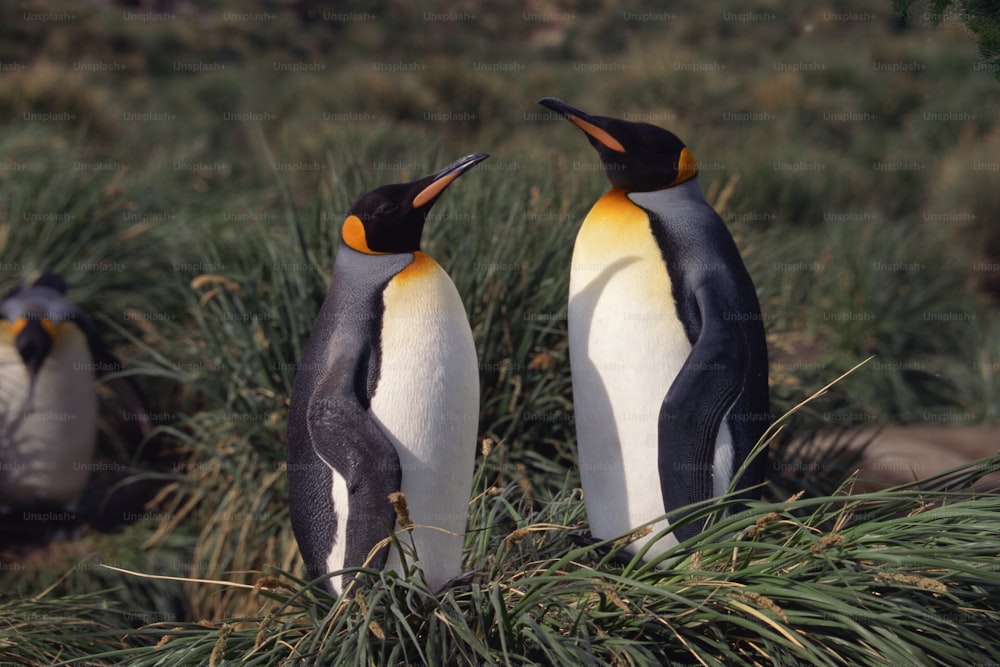 Un par de pingüinos parados uno al lado del otro