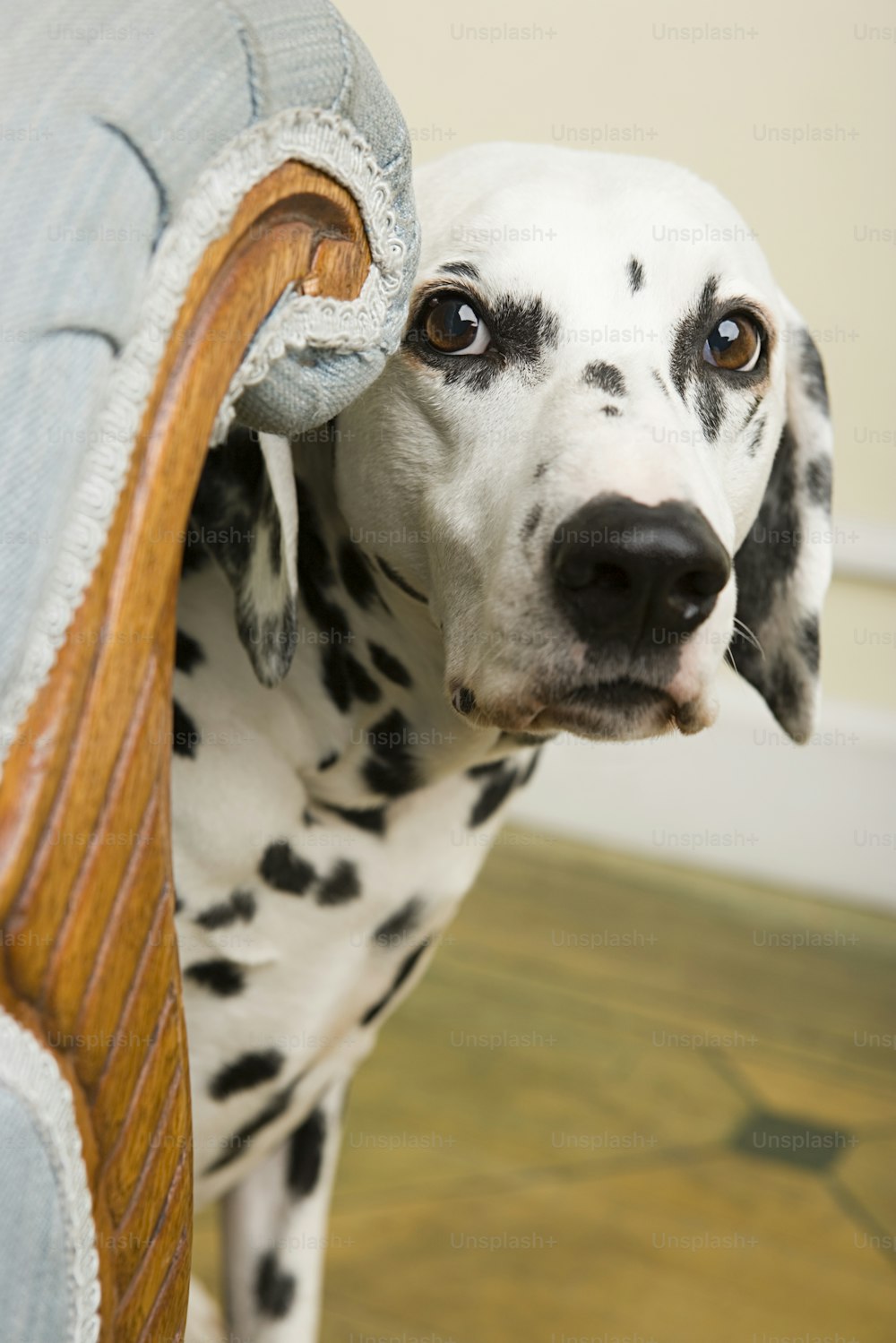 Un chien dalmatien assis sur un canapé bleu
