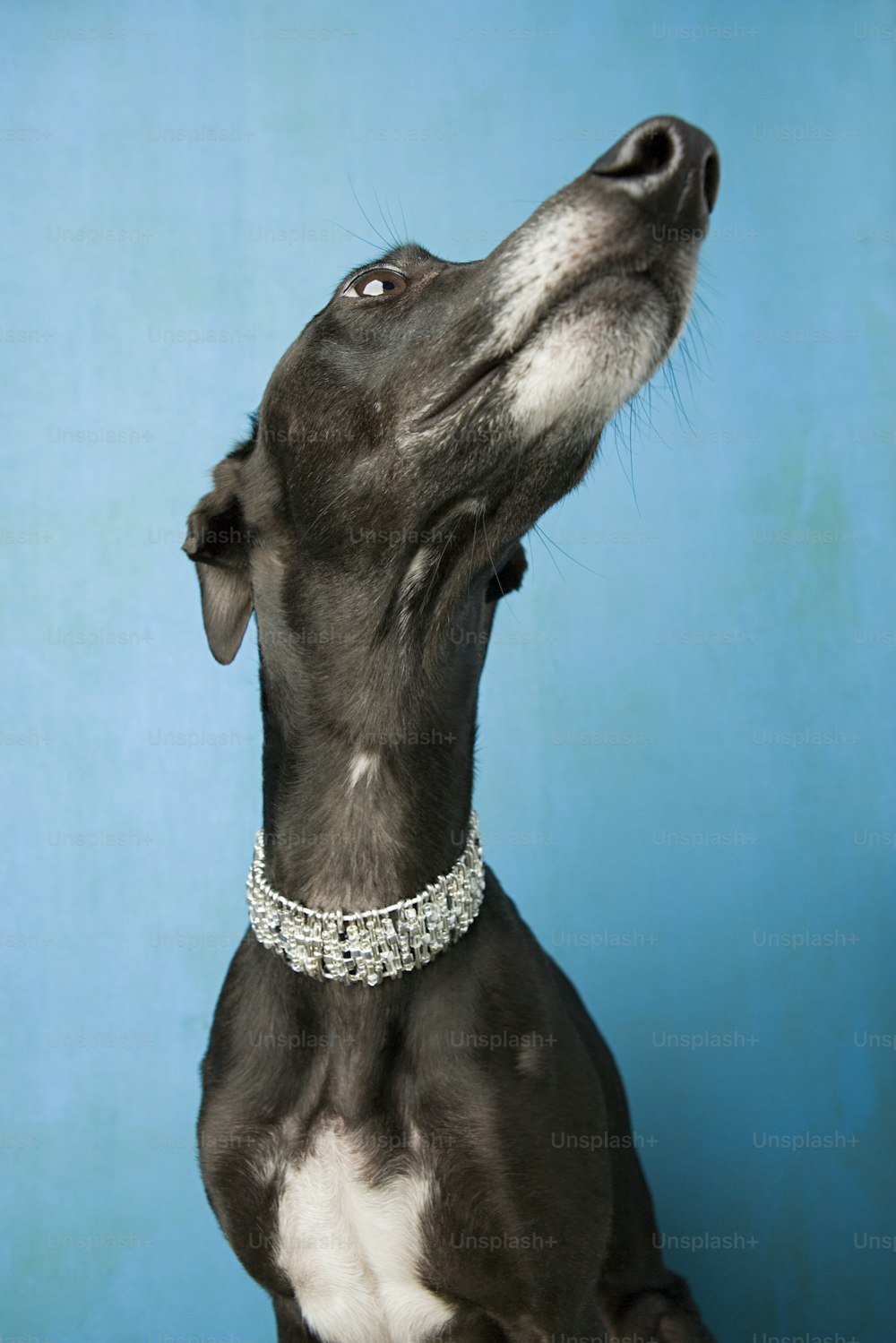 Un cane bianco e nero che indossa un collare di diamanti