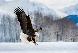 Adult Bald Eagle ( Haliaeetus leucocephalus washingtoniensis ) in flight. Alaska in snow