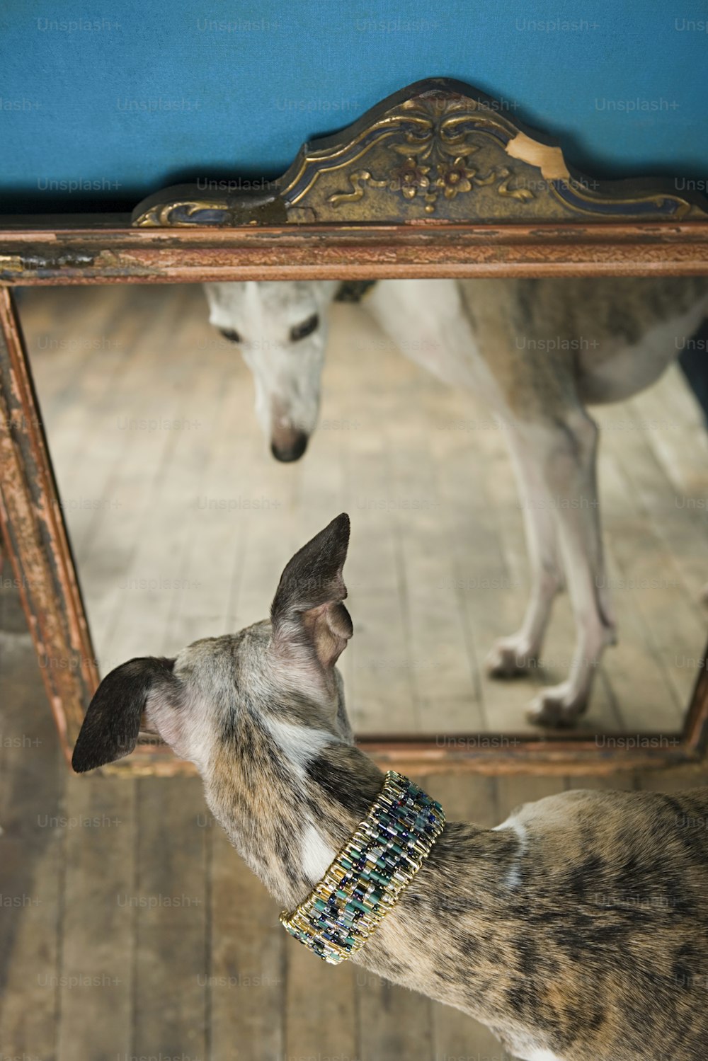 a dog looking at its reflection in a mirror