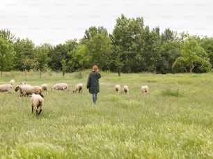 a woman standing in a field with a herd of sheep