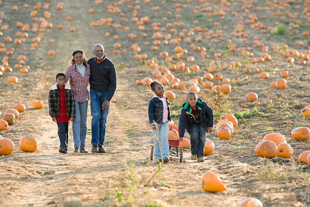 a group of people walking through a field of pumpkins
