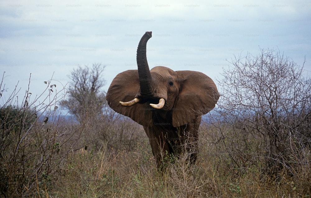 Ein Elefant mit Stoßzähnen, der auf einem Feld steht