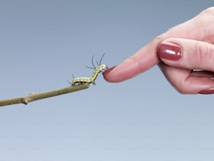 a person holding a stick with a small insect on it