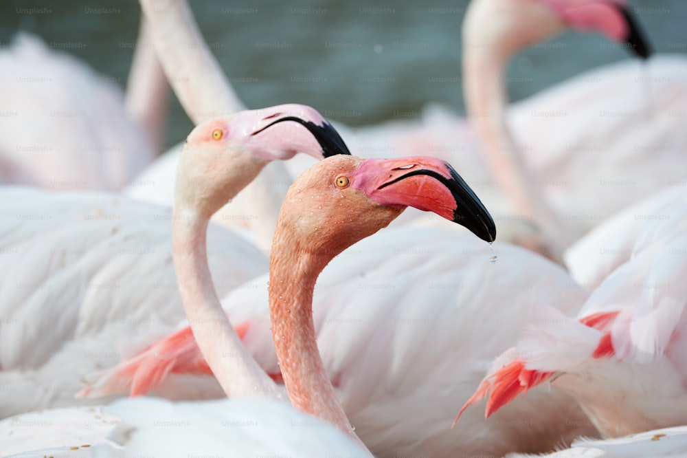 Portrait of a beautiful pink flamingos photographed in Camargue