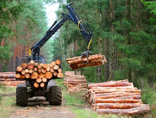 숲에서 일하는 현대 수확기를 가진 벌목꾼. 재생 가능 에너지 원으로서의 목재. 목재 산업 테마.