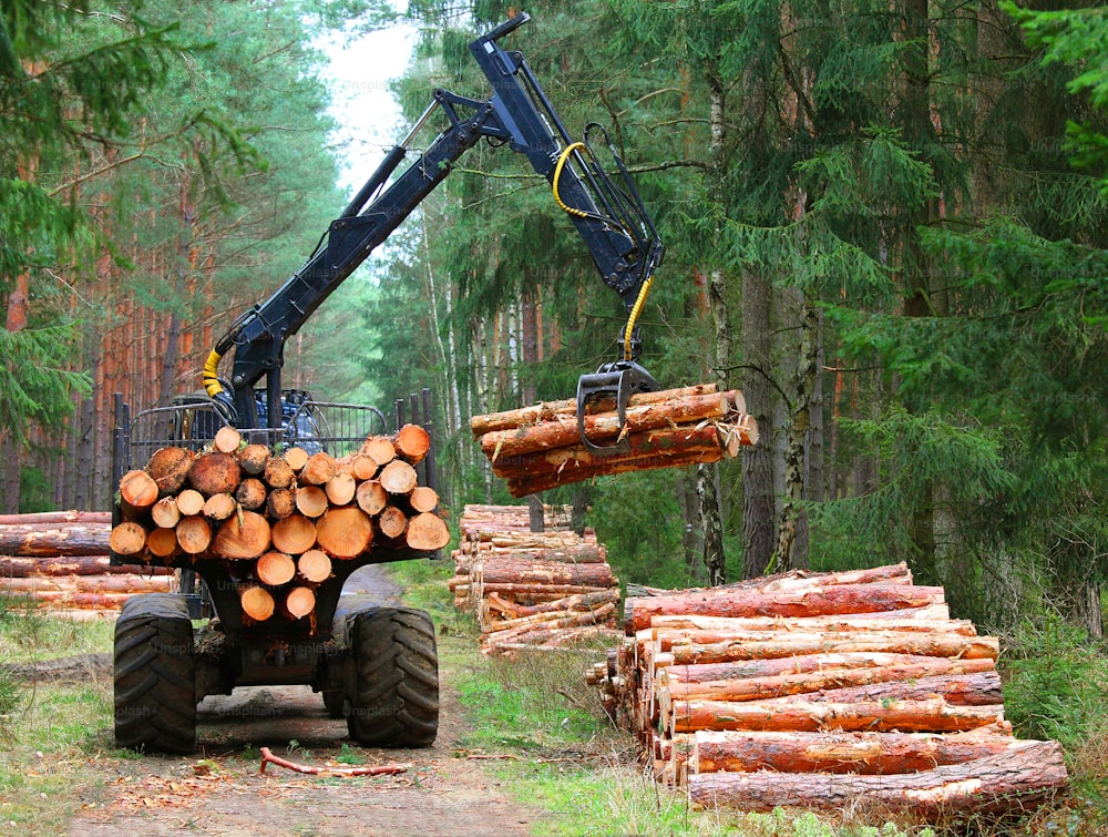 Bûcheron avec moissonneuse-batteuse moderne travaillant dans une forêt. Le bois comme source d’énergie renouvelable. Thème de l’industrie du bois d’œuvre.