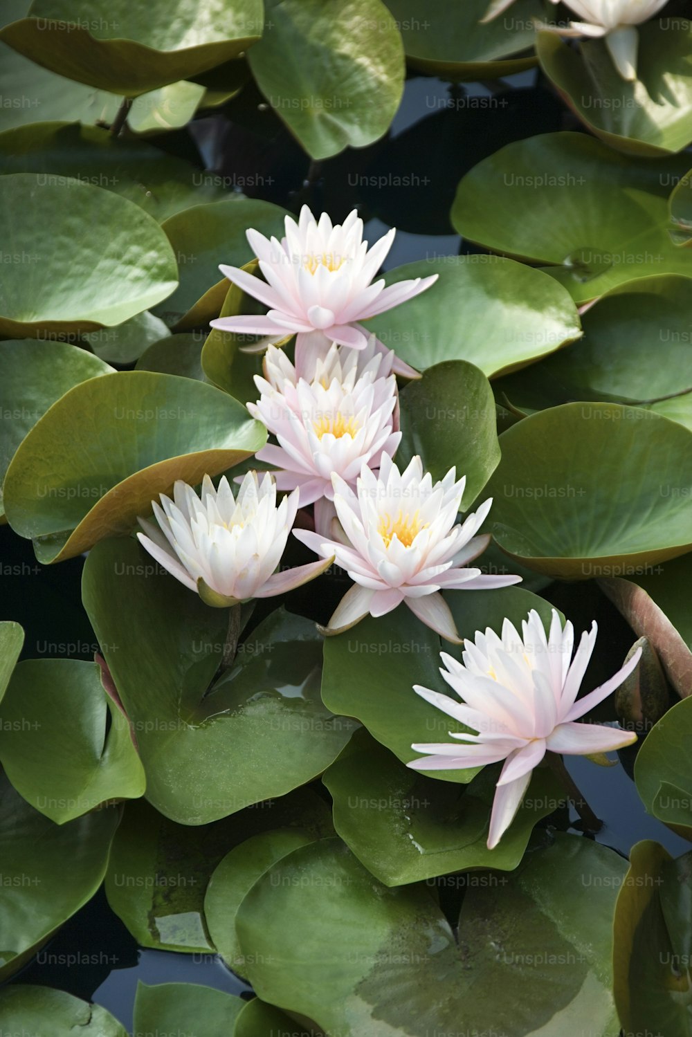 a group of pink water lilies floating on top of green leaves