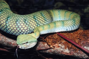 a close up of a green snake on a branch