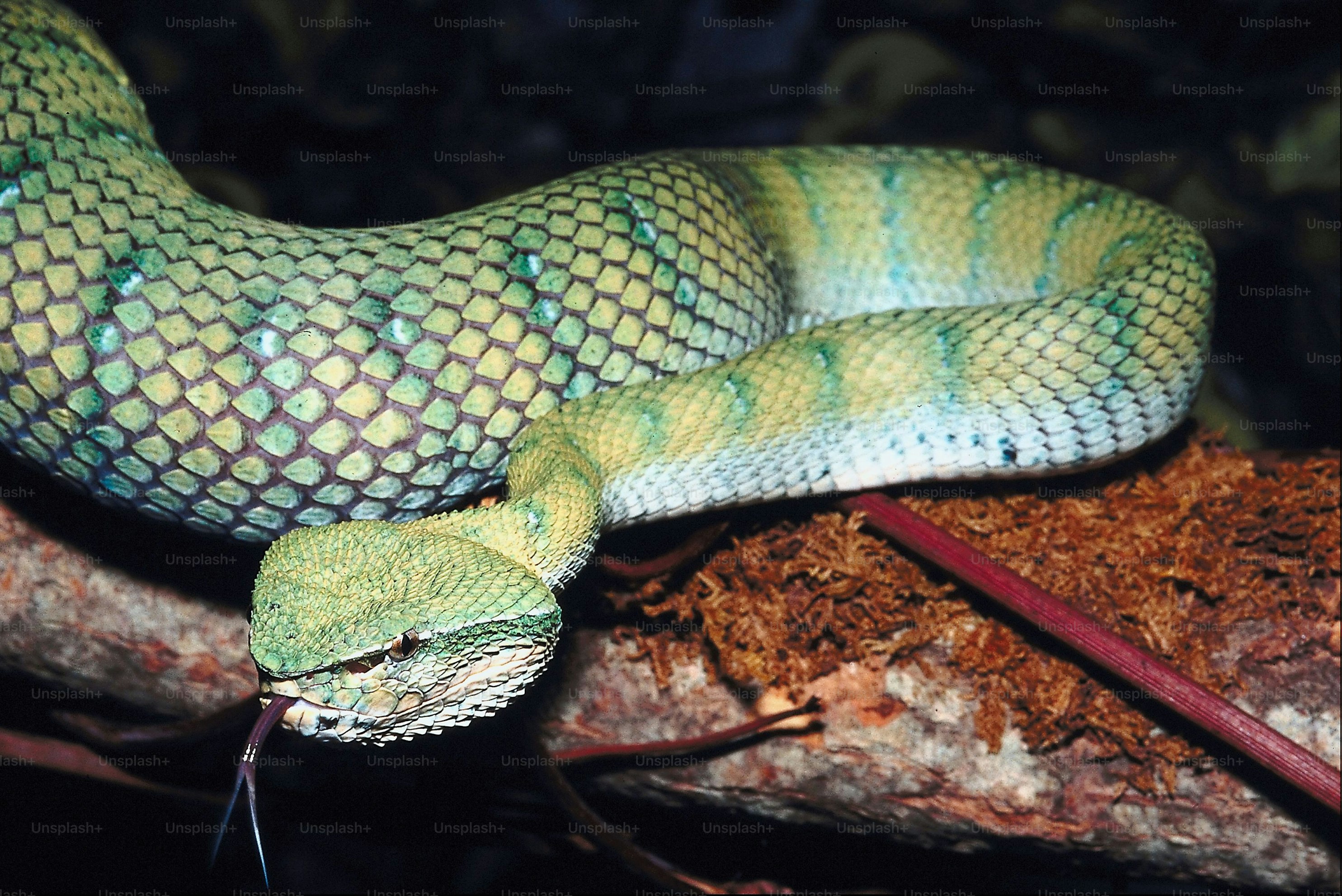 a green python snake