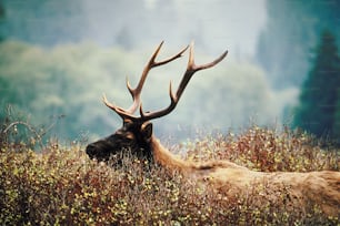 a large elk laying down in a field