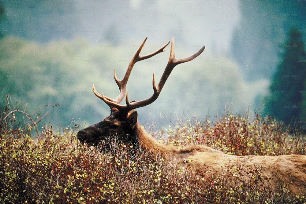 a large elk laying down in a field