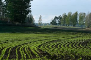 ein gepflügtes Feld mit Bäumen im Hintergrund