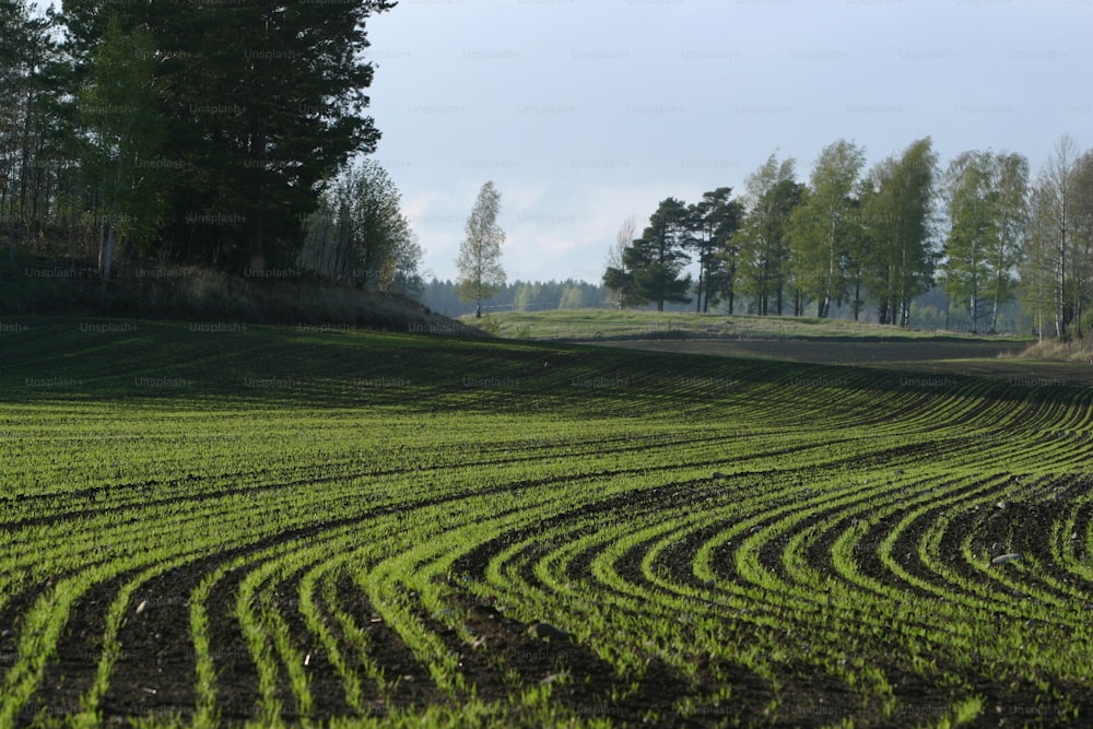 a plowed field with trees in the background