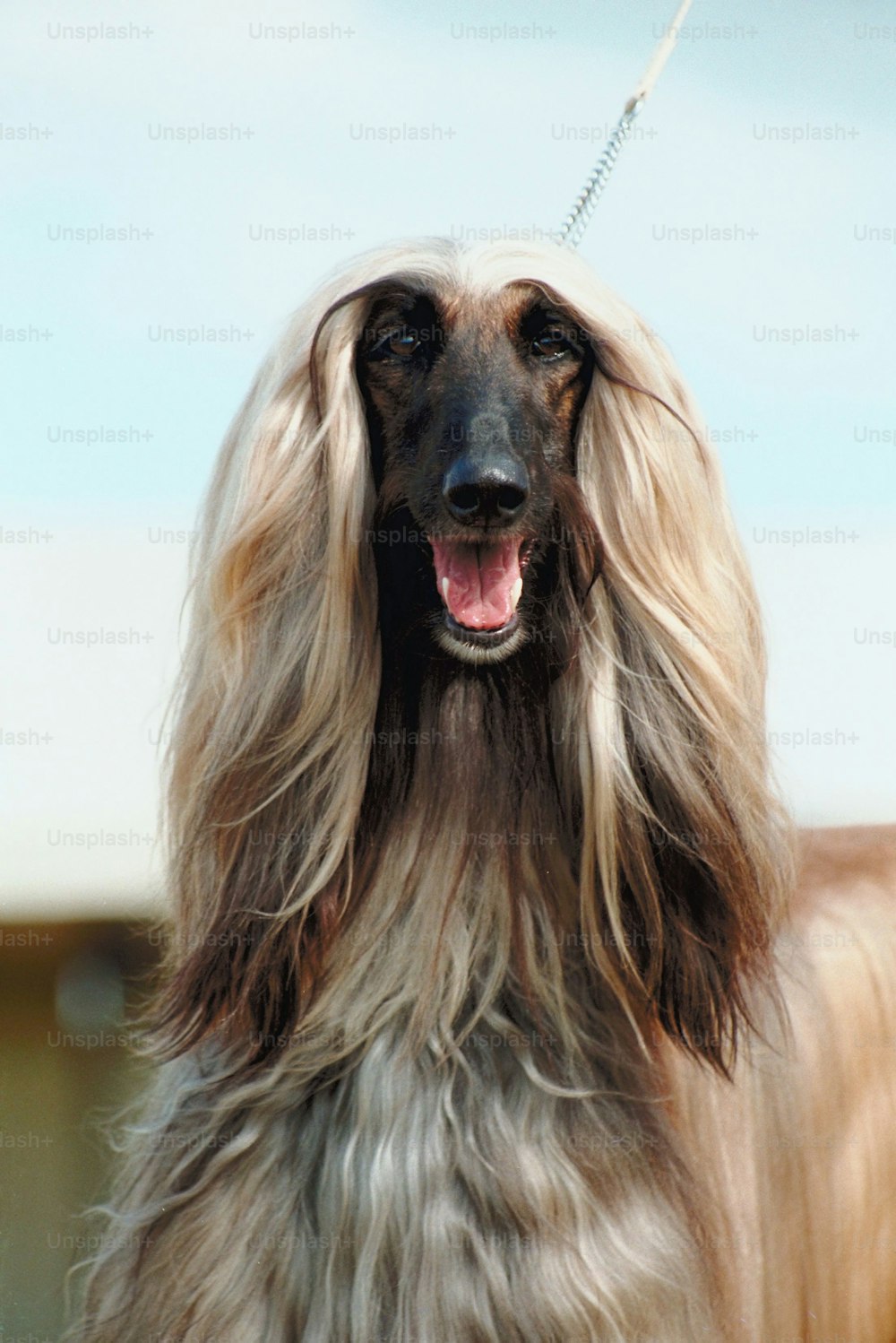 Un perro de pelo largo con pelo largo con correa