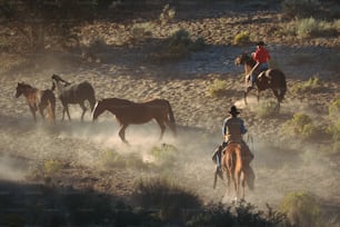 Un gruppo di persone che cavalcano cavalli in un campo