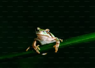 a small frog sitting on a green leaf