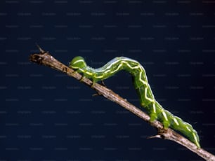 a green caterpillar crawling on a tree branch