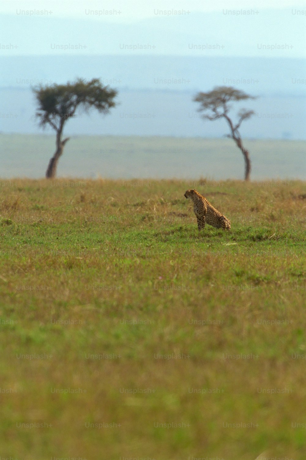 Un ghepardo seduto in mezzo a un campo