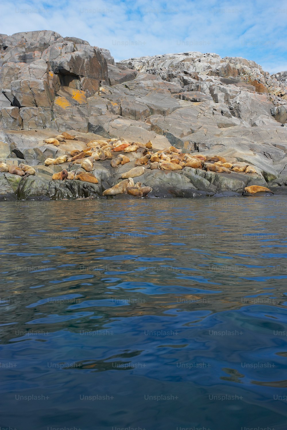 um grupo de leões marinhos descansando nas rochas