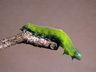 uma lagarta verde rastejando em um galho de árvore