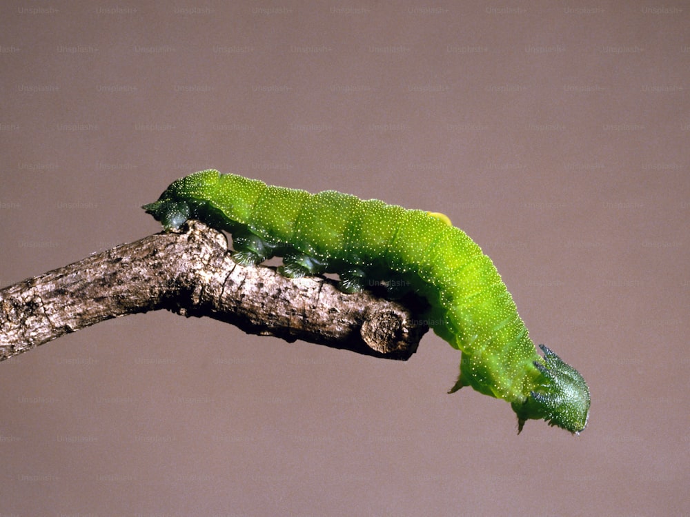 Un bruco verde che striscia su un ramo dell'albero