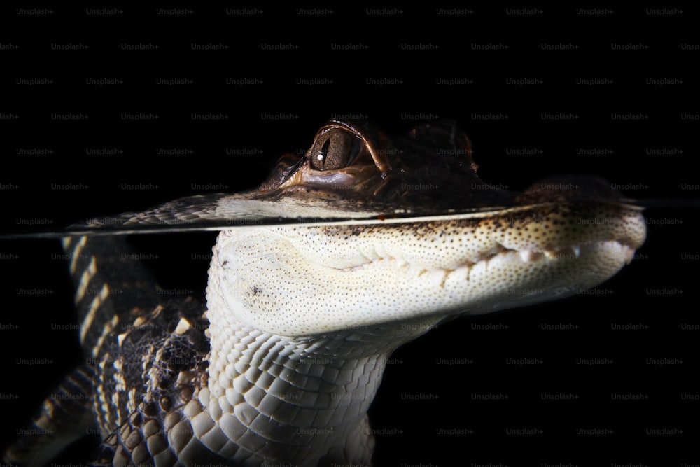 Eine Nahaufnahme des Kopfes eines Krokodils mit schwarzem Hintergrund