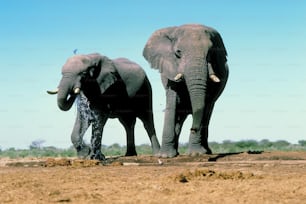 Un par de elefantes caminando por un campo de tierra