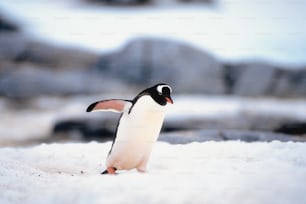 a small penguin walking across a snow covered ground