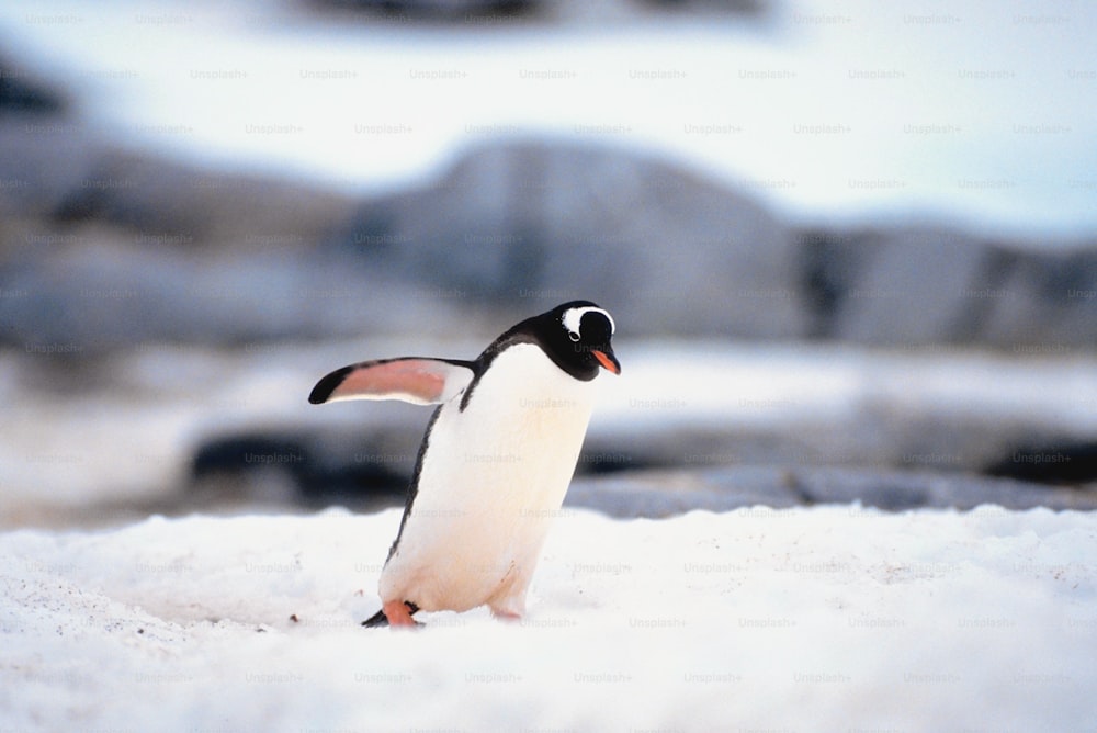 a small penguin walking across a snow covered ground