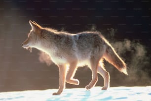 Un lupo che cammina su un terreno innevato